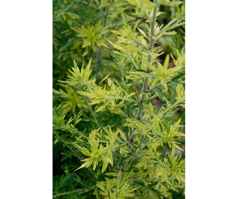 Oriental Limelight Sage